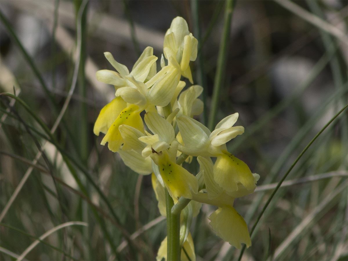 Orchis pauciflora